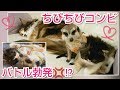 ちびちびコンビ💓バトル勃発!?でもホントは仲良し💕 [ミーアキャット,メインクーン,スコティッシュフォールド]