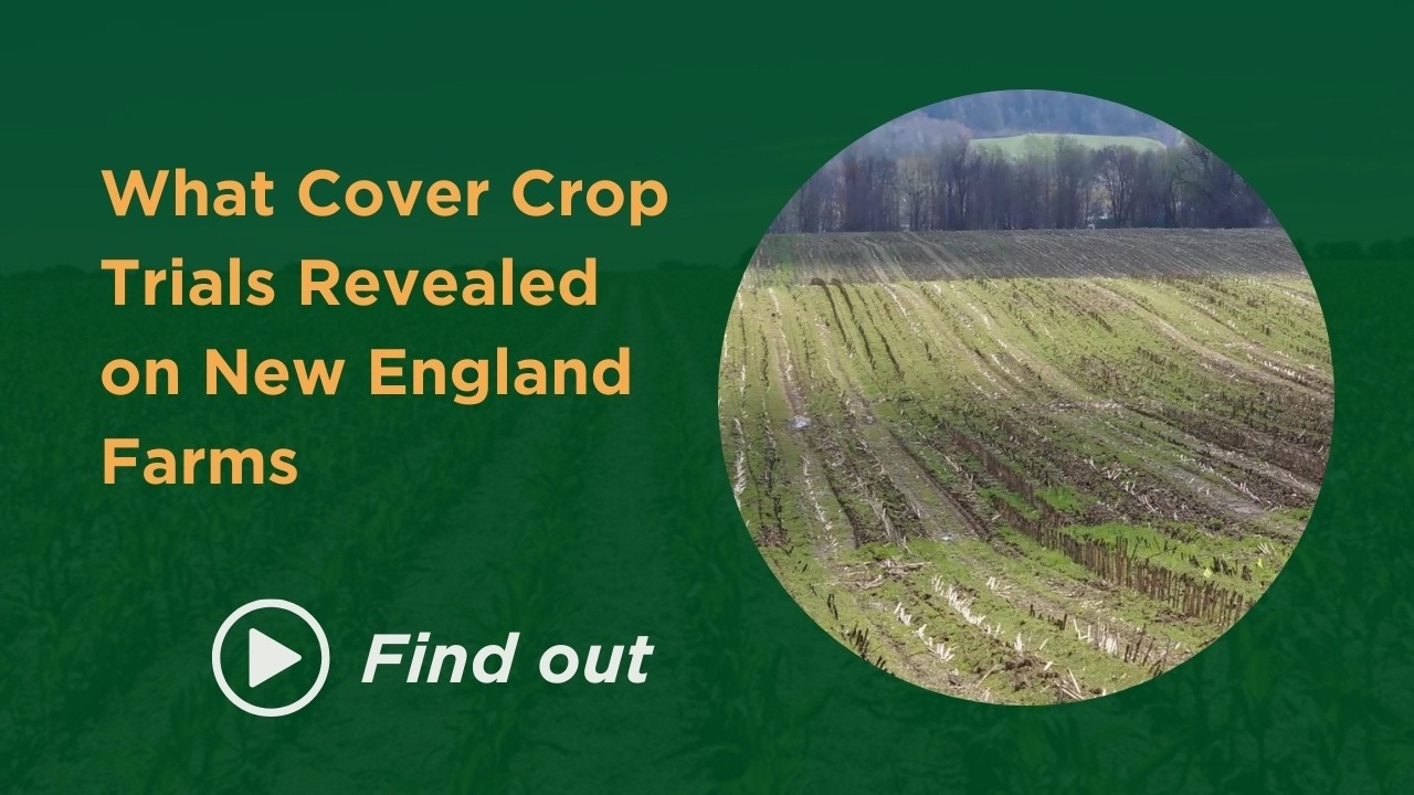 Результаты испытаний покровных культур на фермах Массачусетса и Коннектикута — смотрите здесь!