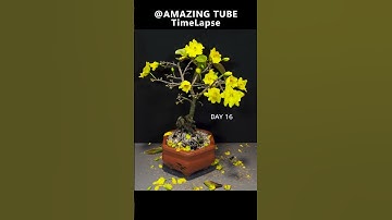 Thumbnail of Yellow Apricot blooming Time lapse