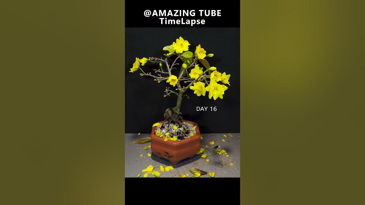 Yellow Apricot blooming Time lapse
