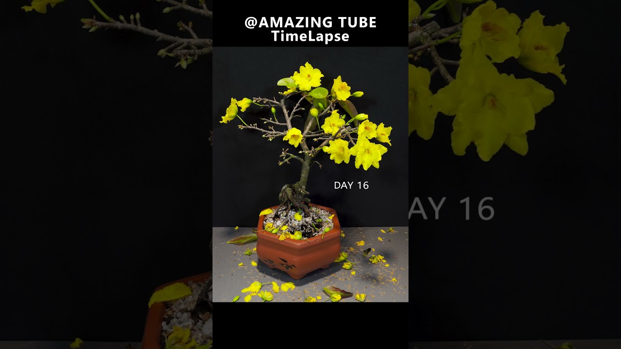 Yellow Apricot blooming Time lapse