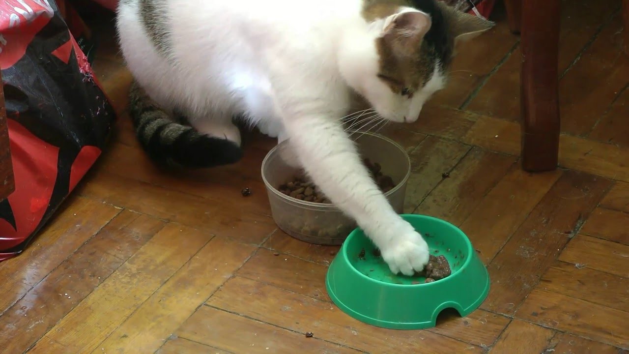 правильное питание 2 кошек))) - YouTube