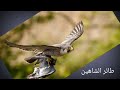 الشاهين ملك الطيور الجارحة الشاهين ملك الطيور الجارحة