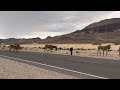 WILD BURROS IN PAHRUMP