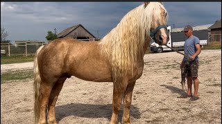 картинка: Жеребці на Хмельниччині🐴🔥 Торієць на Продажу