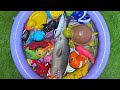 Sea Animals for Kids: Learn Names, Facts &amp; Educational Ocean Toys for Toddlers