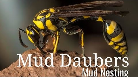 Mud Daubers Building Mud Nests #insects #nest #wildlife #nature