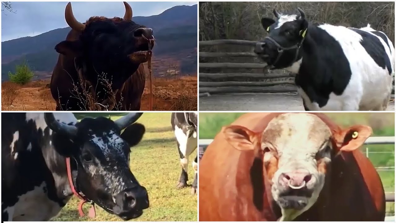 Epic 🧙‍♂️ battle ⚔️! 