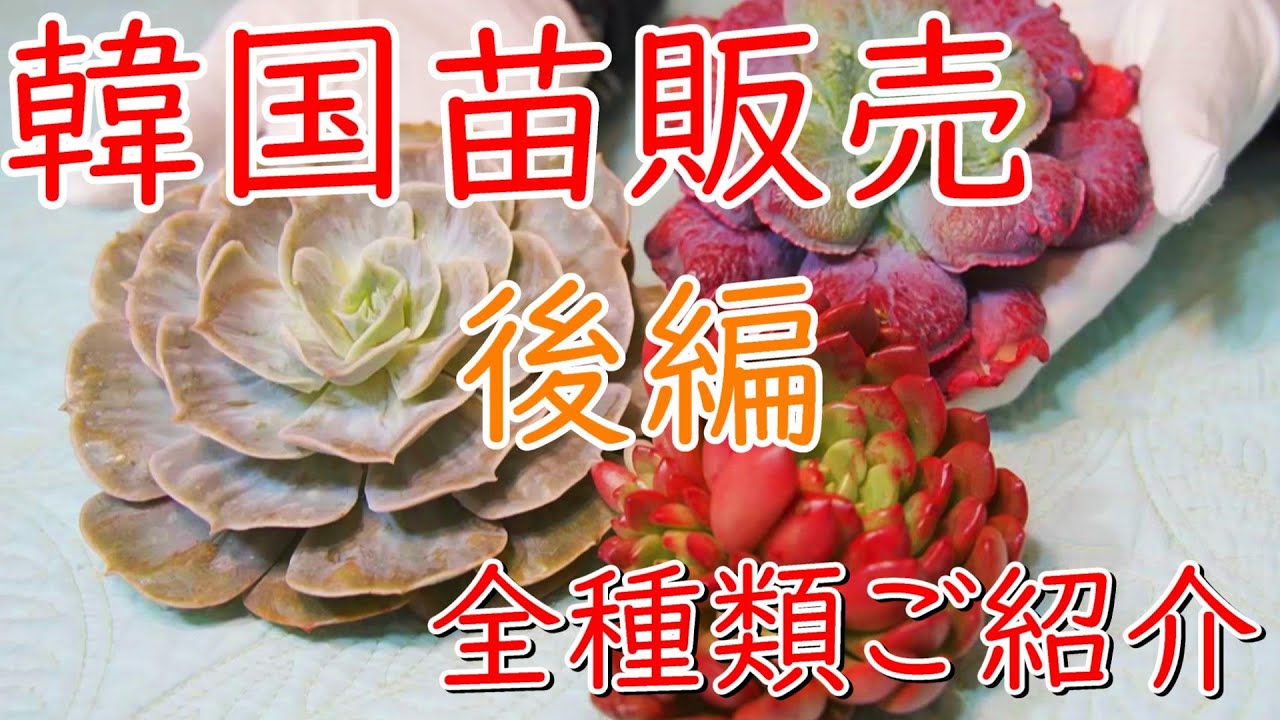 感謝価格 バラ売り 多肉植物 メリオダス レア種 韓国苗 植物 観葉植物 Rosegoldtarot Com