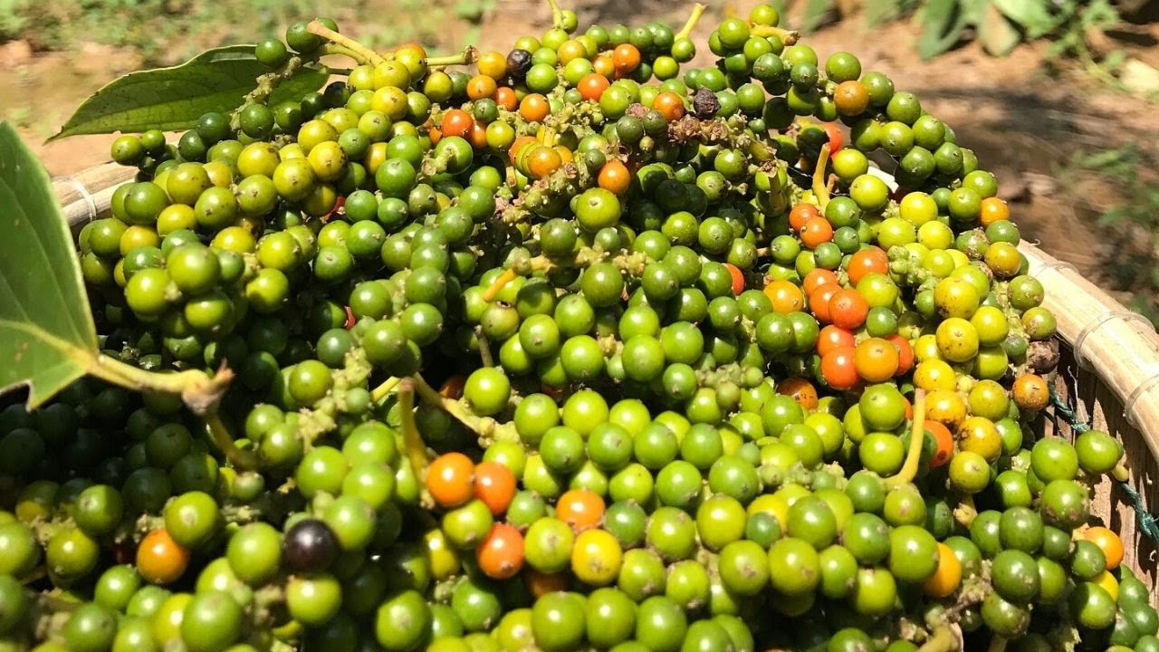 Awesome GARDENS FULL Of PEPPERCORNS. 360 Peppercorn Tree Tour. Amazing Fruit Farming Agriculture