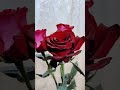 Любимые цветы 🌹🌹🌹