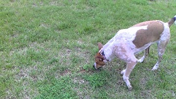 ASUS Eee Pad Transformer 3.1 Video Capture Quality