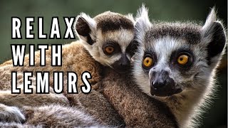 Lemur Lullaby: Dancing Through the Canopies of Madagascar