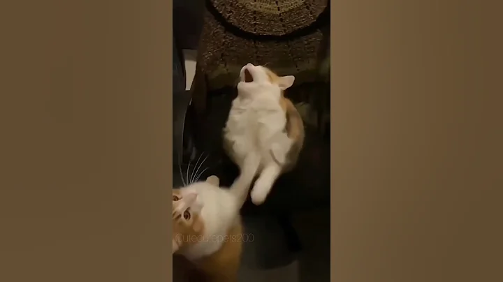 Watch the video about 😹 cute funniest cats videos #cats #shorts #kitten #pets #shorts