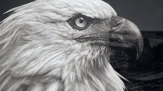 PROOF: FRANCISCO GOYA, SERGEI EISENSTEIN, ROBERT LONGO Teaser