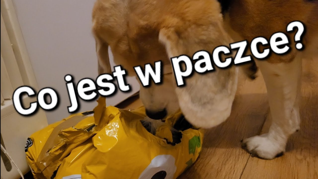Nowa dostawa smaczków. Otwieramy! #beagle #dogslife #dogseating 