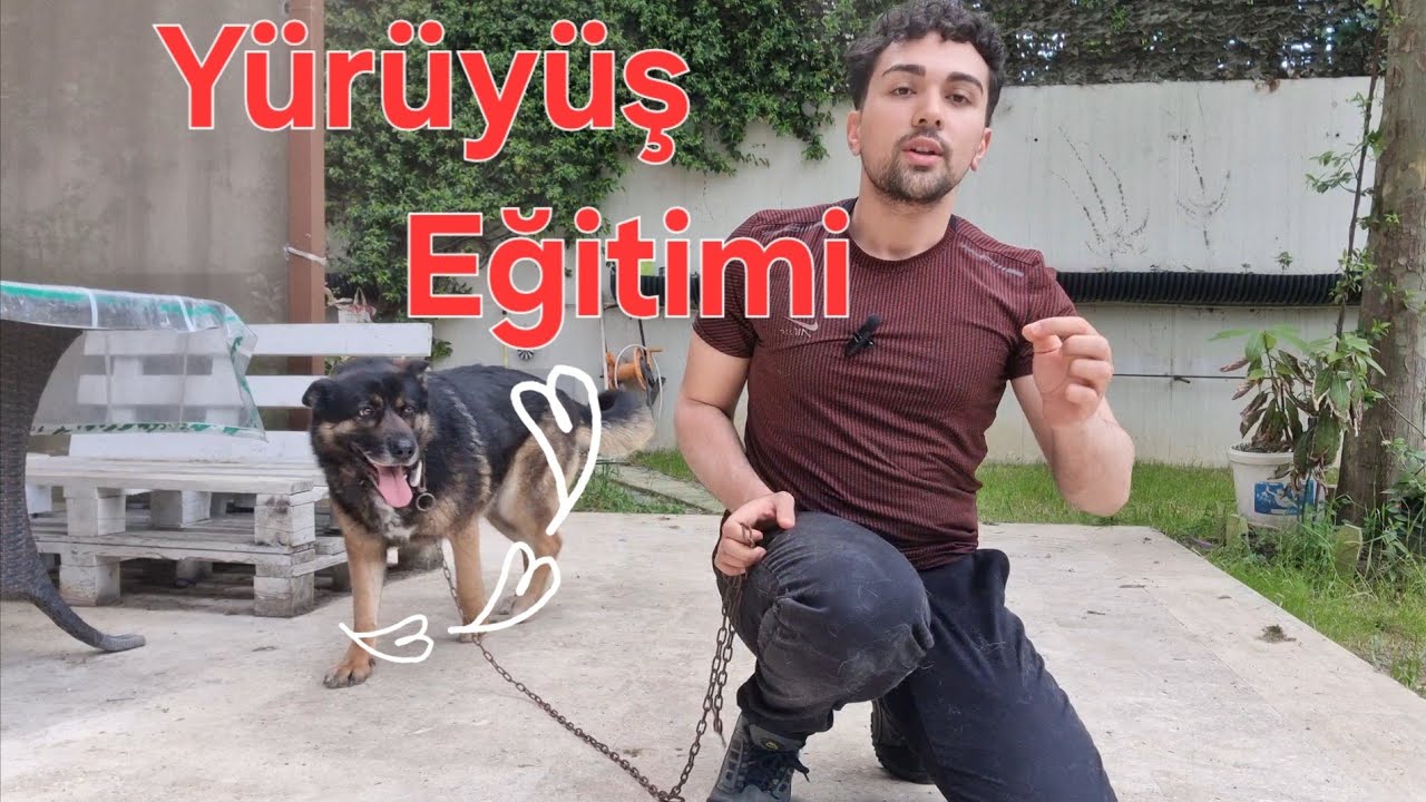 Köpek Yürüyüş Eğitimi| çekmeden yürümeyi nasıl öğretirim?