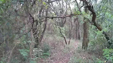 Quanto custa para se montar um apiário?