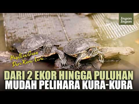 Cara Buat Kolam Kura2