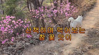산책하며 먹어보는 참 꽃 맛이