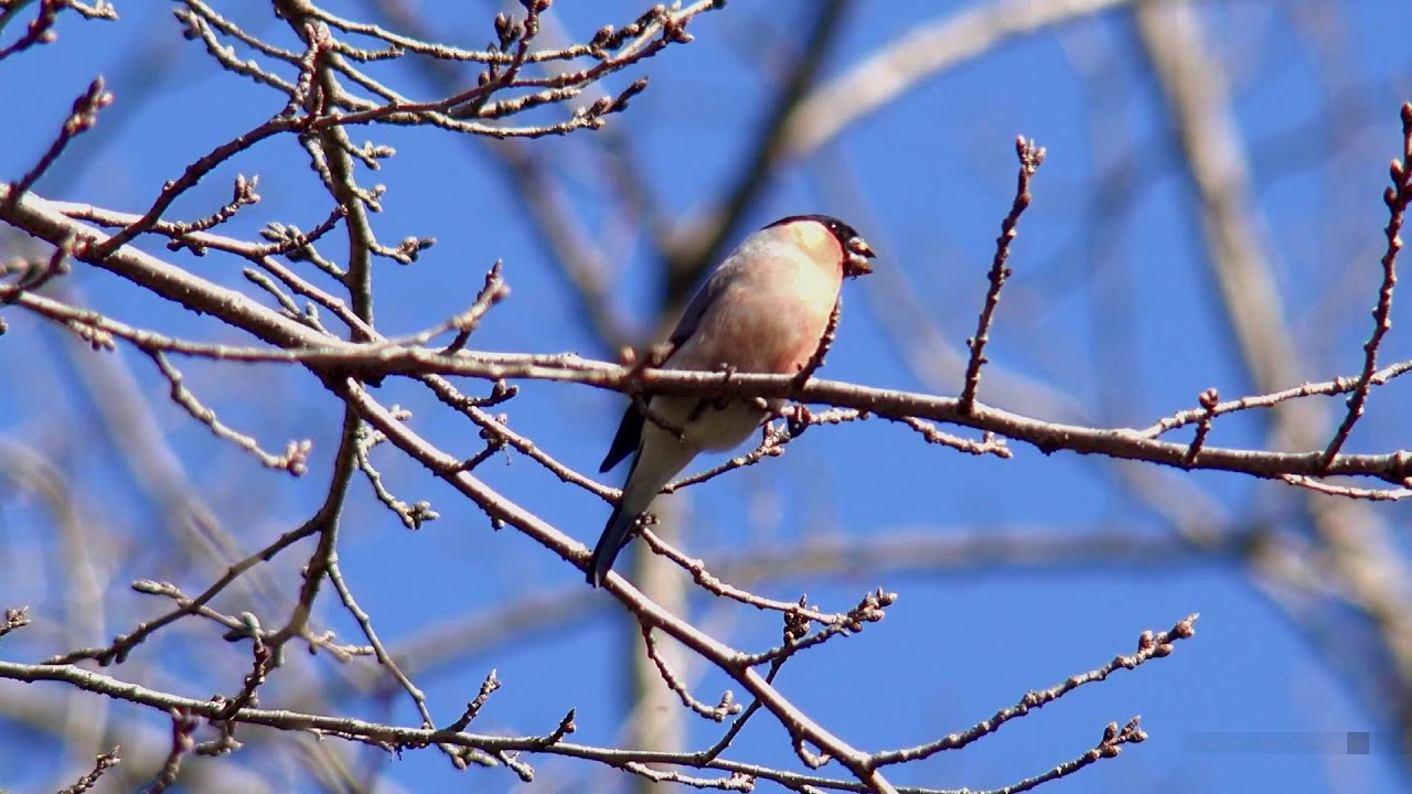 ウソ（4）アカウソ（北本自然観察公園） - Eurasian Bullfinch - Wild