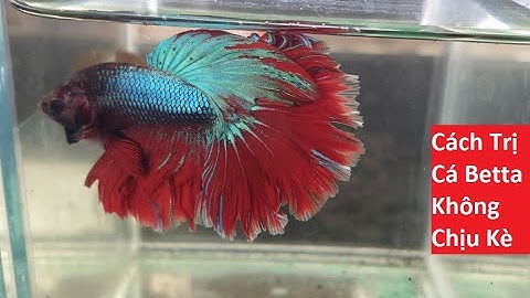 Cách Trị Những Con Cá Betta Không Chịu Kè Cho Người Mới Học Chơi