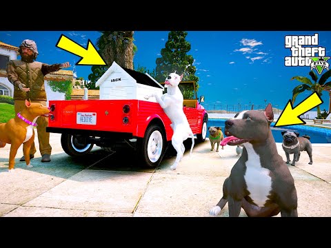 BEYAZ PİTBULL JACK VE YAVRU PİTBULL YENİ EV İÇİN KAVGA ETTİ! -- GTA 5