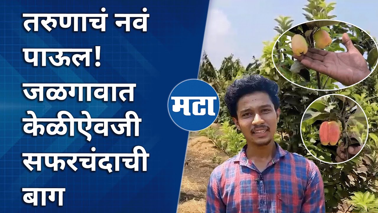 Jalgaon Apple Farming | २३ वर्षीय तरुणाच्या प्रयत्नांना यश, हिमाचलहून पीक आणून यशस्वी प्रयोग