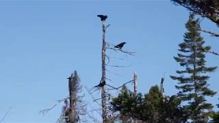 American Crow - Flight and calls