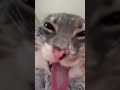 pov: when your cat takes something from your room somehow