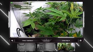 🔴 From Seed to Bud: Join our Continuous Grow Show - Legal Live Cannabis Cultivation around the Cl…