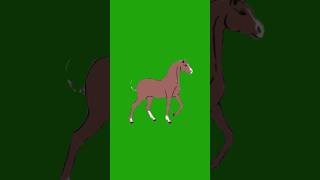 Horse Walking Green Screen Video Green Screen Horse Walking Video