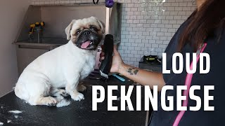 EXTREMELY LOUD PEKINGESE GOES TO THE GROOMERS | RURAL DOG GROOMING by Rural Dog Grooming 666 views 9 months ago 24 minutes