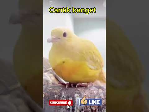 Pancingan Kenari Belajar Bunyi || Bikin Kenari Ikut Ngeriwik \u0026 Gacor