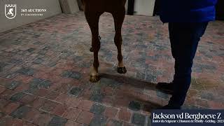 Jackson vd Berghoeve Z