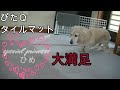 【タイルマット】２０２０年２０２１年ペットのミニチュアダックス犬がヘルニアになり改善するために試行錯誤する物語です　今回はタイルマット、商品説明、紹介の動画です