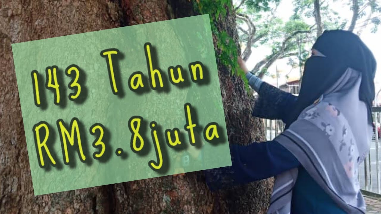Dulu Tiada Harga Kini Jadi Yg Utama | Pokok Getah Pertama ...