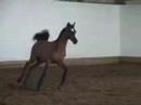 Paragon VA - 2007 colt by Soho Carol - Iowa Auction Colt