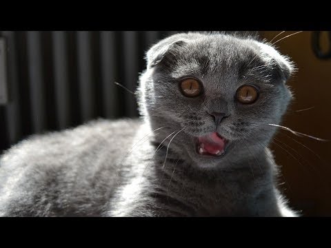 How to Tell if a Cat Is in Labor - Looking for Behavioral Signs