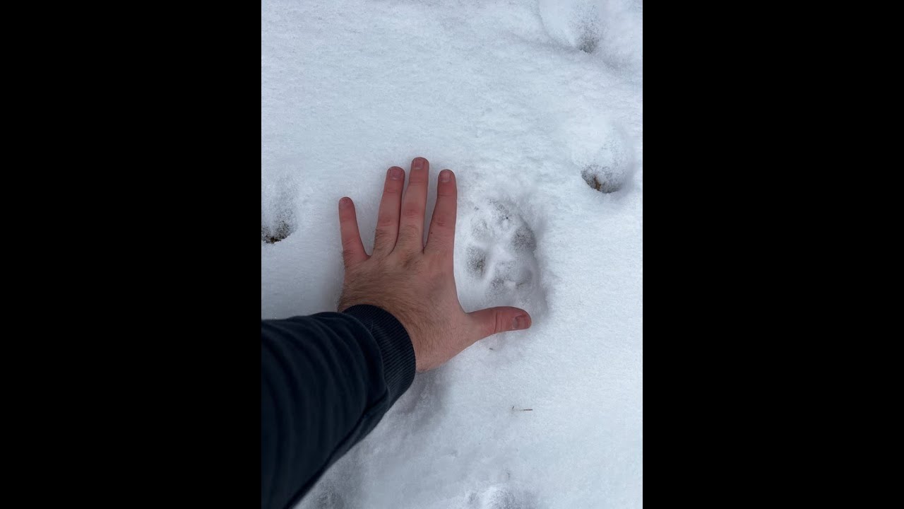 Trapping Winter Coyotes - Setting Cable Restraints - Episode 4