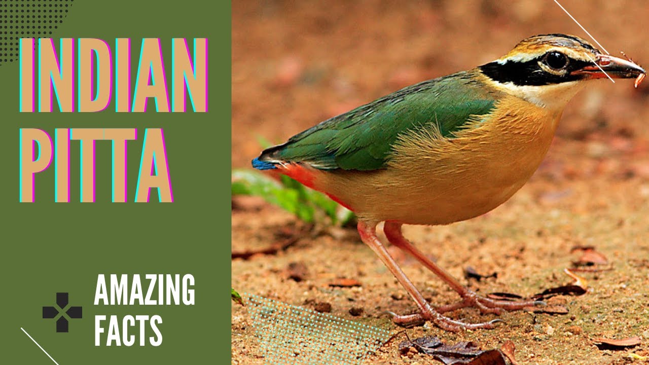 Indian Pitta facts Calling Sound 🦜 native to the Indian subcontinent 🇮🇳 ...