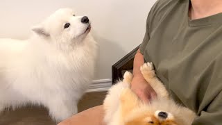 My dog will not let me pet other dogs