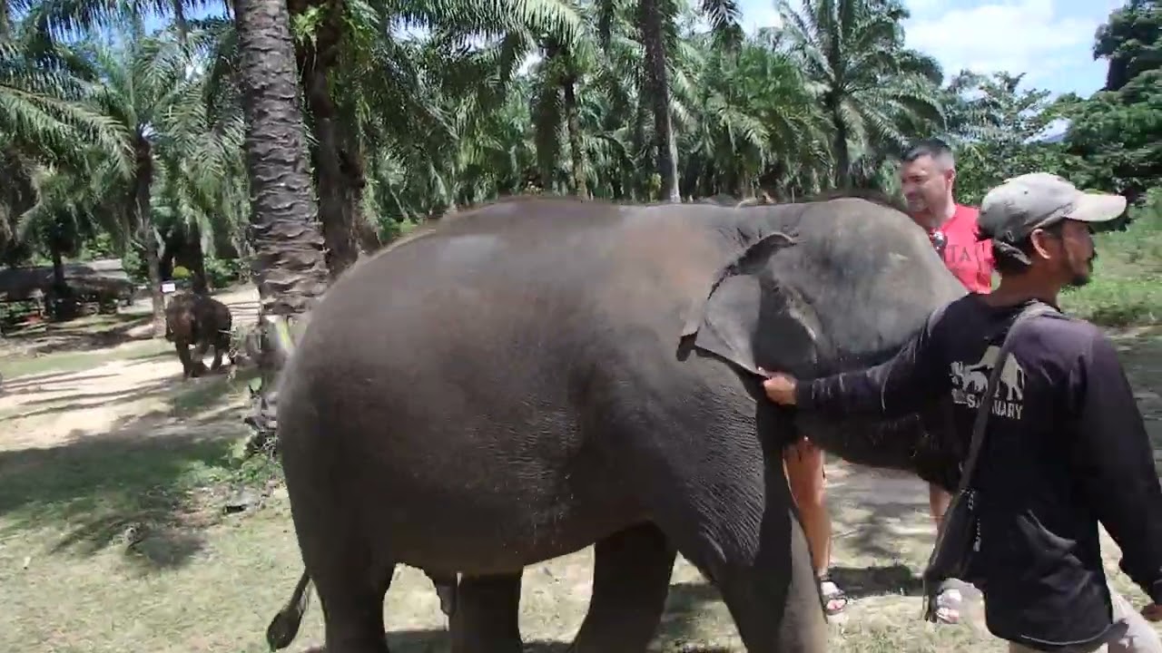 Baby Elephant Passing by at Krabi Elephant HOUSE Sanctuary - Thailand