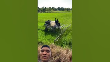 cắt lá lúa ở Thái Lan #farming