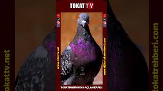 Alimler Konağı, Fazıllar Yurdu, Şairler Yatağı Tokat’ımızdan herkese selam olsun 👋 #tokat #gündem