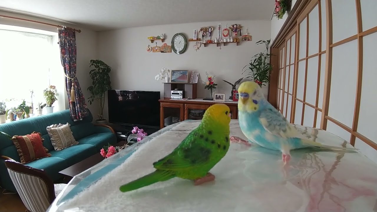 セキセイインコ（１２歳８か月）のおしゃべり～☆