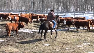 Curt Pate-SIngling out a heifer on horseback