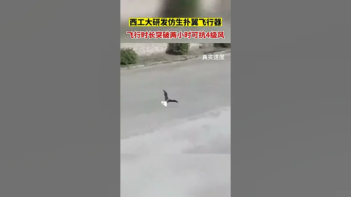 西工大研发仿生扑翼飞行器可抗4级风，飞行时长突破2小时 - 天天要闻