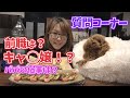 【質問コーナー】17歳差夫婦のリアルな実態 トイプードルと一緒に深夜の晩酌タイム