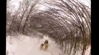 Снежные псы Снежные псы